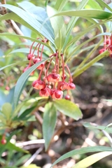 Illicium dunnianum, photograph author not stated, no rights reserved