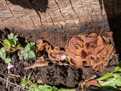 Neogyromitra japonica
