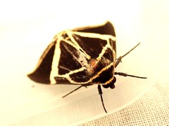 Fodina ostorius