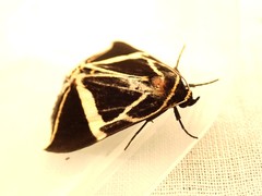 Fodina ostorius