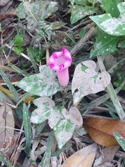 Ipomoea indica