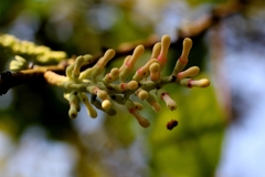 Helixanthera parasitica