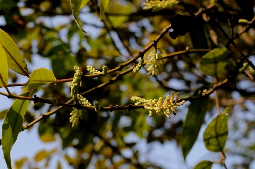 Helixanthera parasitica, photograph 1