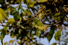Helixanthera parasitica, photograph author not stated, no rights reserved
