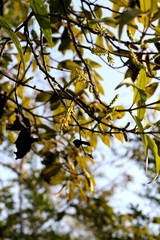 Helixanthera parasitica, photograph author not stated, no rights reserved