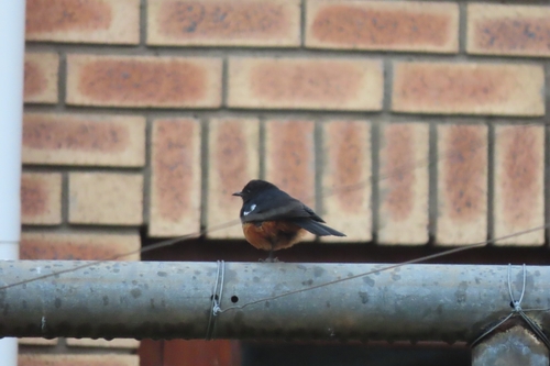 Mocking Cliff Chat (Thamnolaea cinnamomeiventris), photo 1