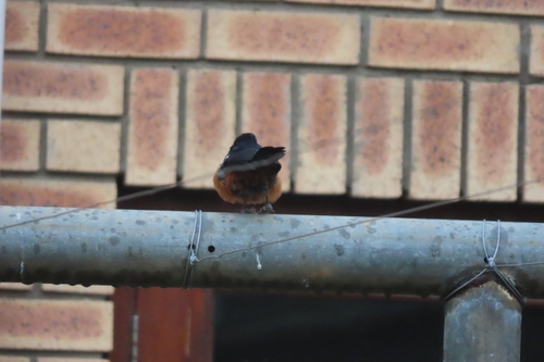 Mocking Cliff Chat (Thamnolaea cinnamomeiventris), photo 2
