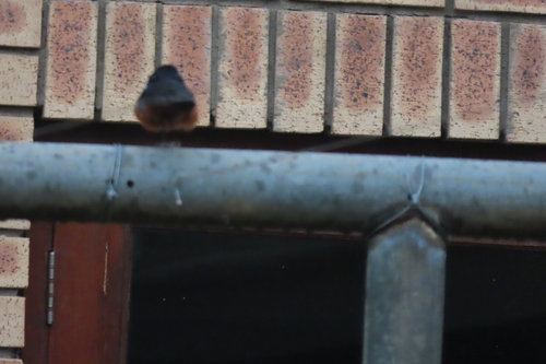 Mocking Cliff Chat (Thamnolaea cinnamomeiventris), photo 10