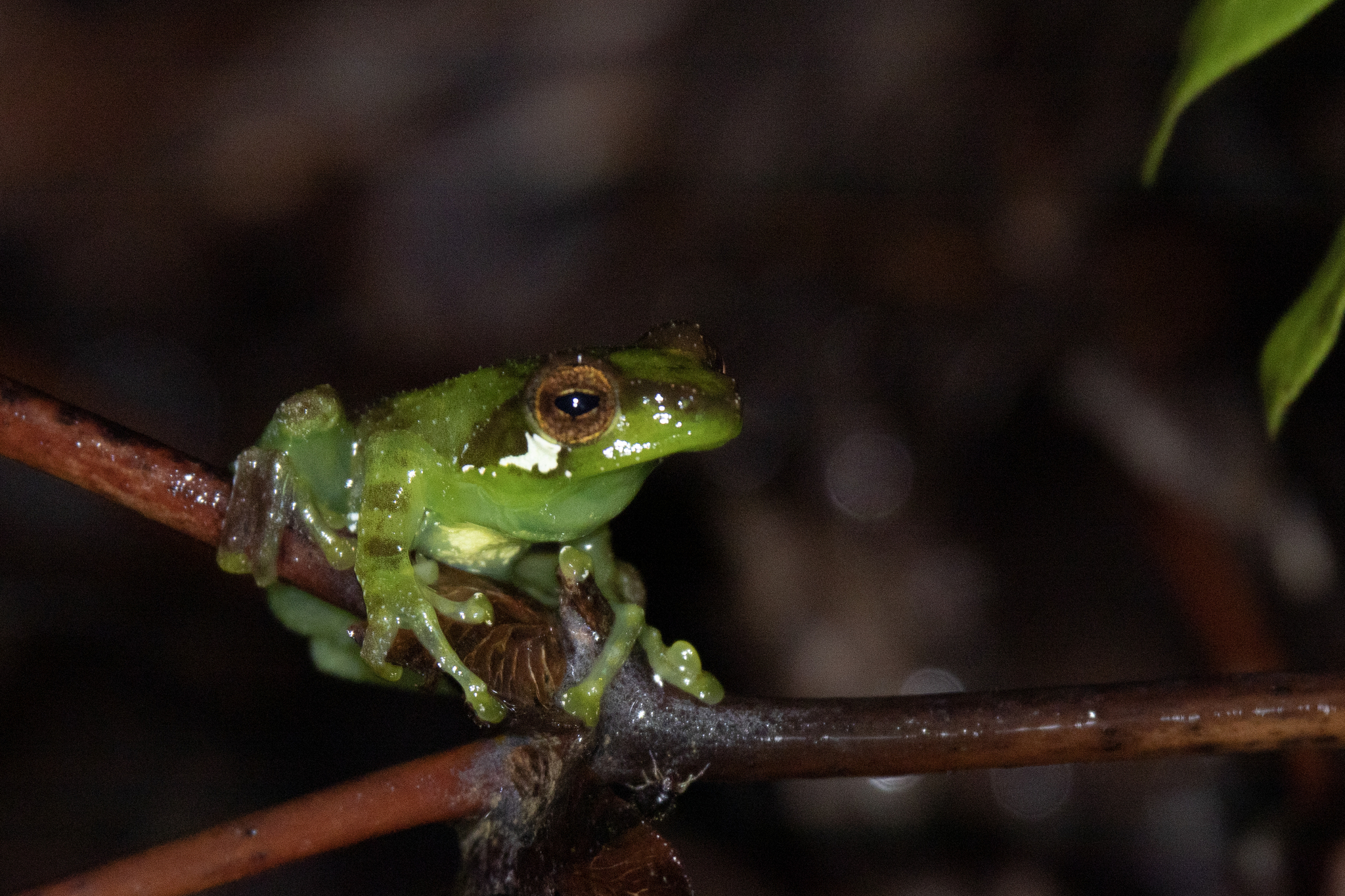 Chapa Bubble-Nest Frog