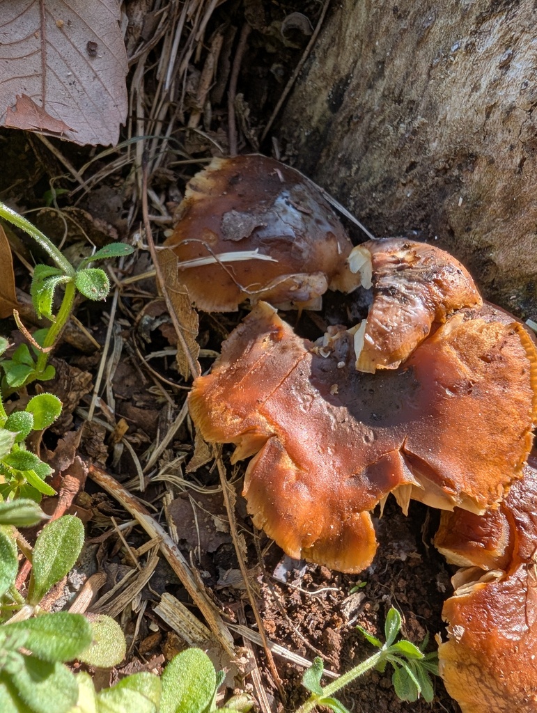 Flammulina velutipes · March 2026 · photo: © atsushi_nakajima_cirque (iNaturalist, cc-by)