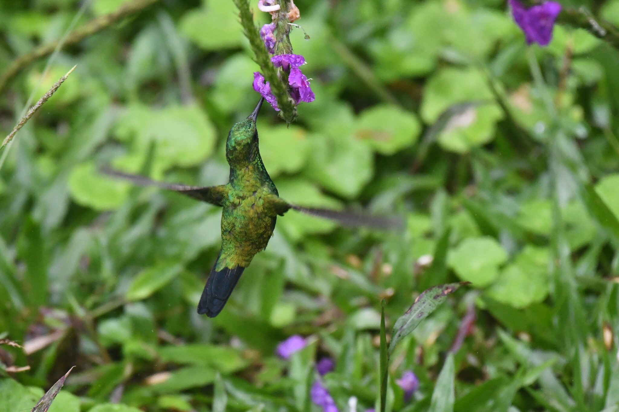 Garden Emerald (Chlorostilbon assimilis), photo 3