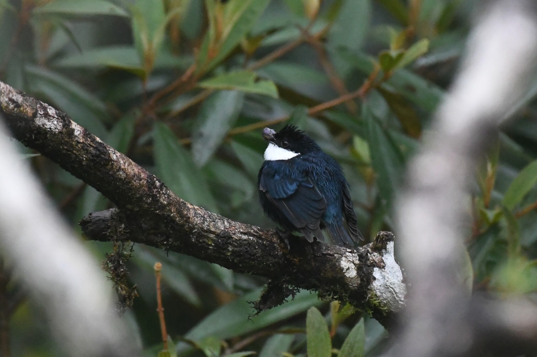 White-ruffed Manakin (Corapipo altera), photo 4