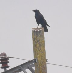 Corvus corone corone