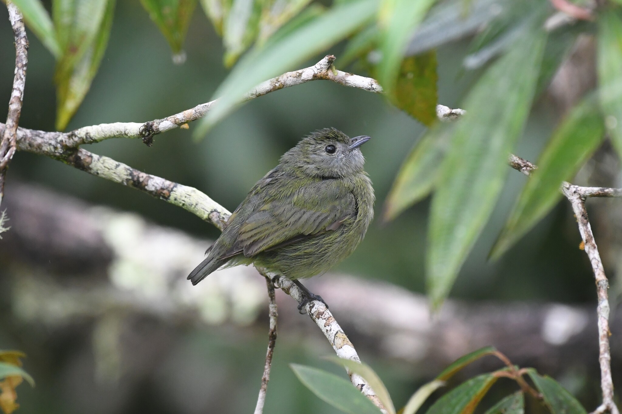 White-ruffed Manakin (Corapipo altera), photo 5