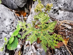 Cheilanthes leucopoda