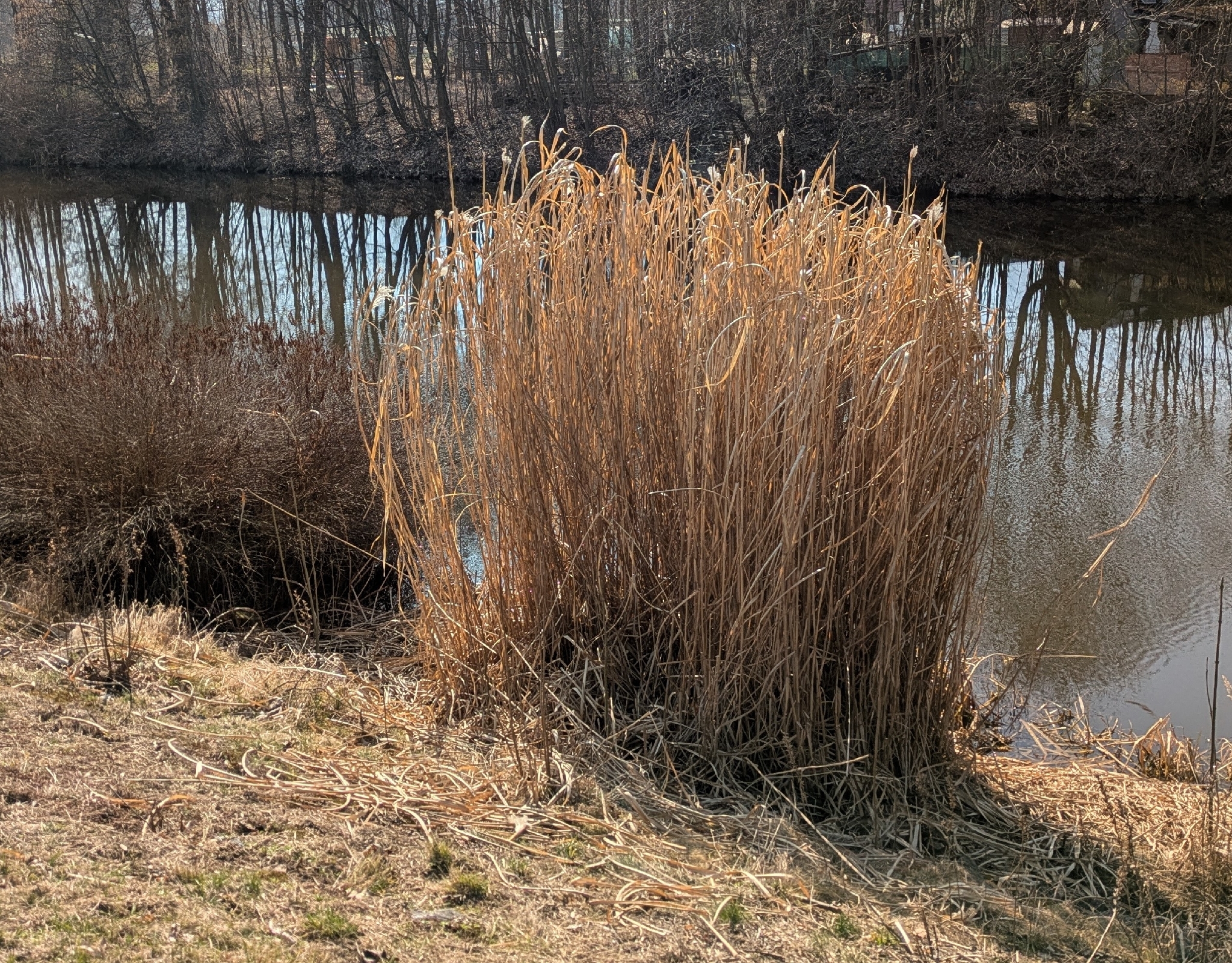 Giant Silver-Grass (Miscanthus ×)