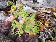 Cheilanthes leucopoda