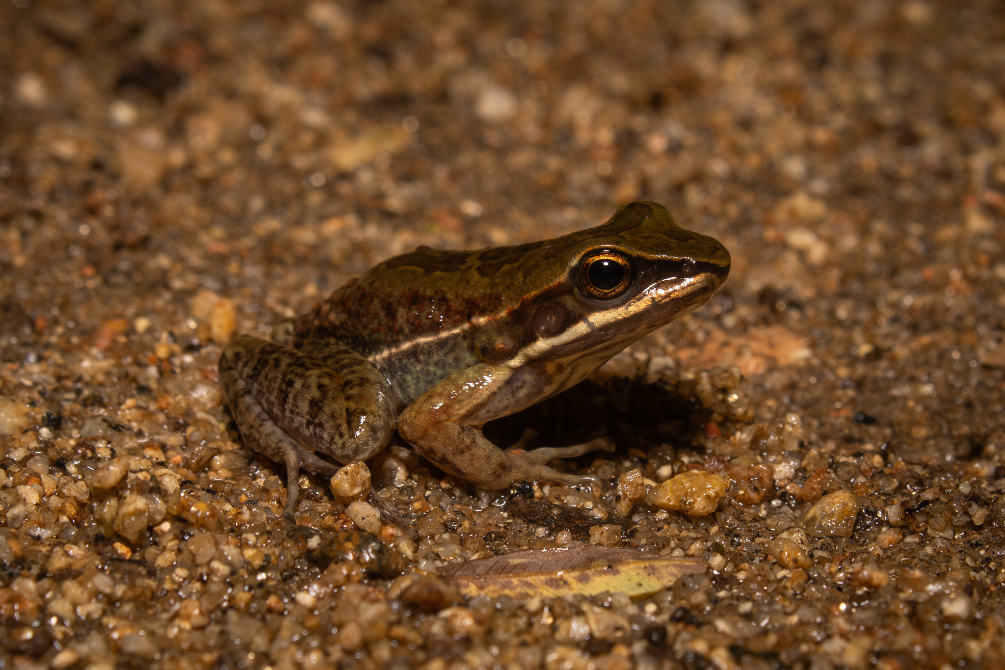 Humboldt's Tree Toad photo 6