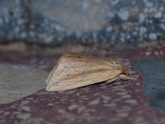 Saliocleta virgata