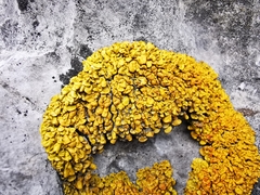 Xanthopsorella texana