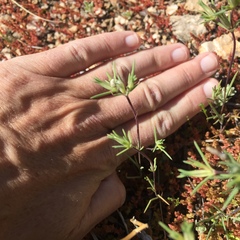 Linanthus bigelovii