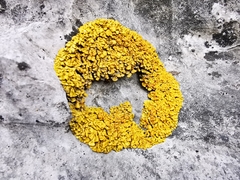 Xanthopsorella texana