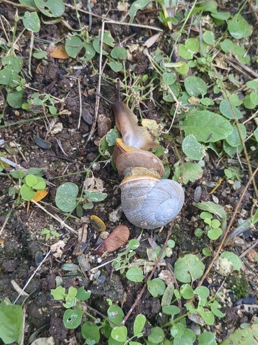 Granodomus lima
