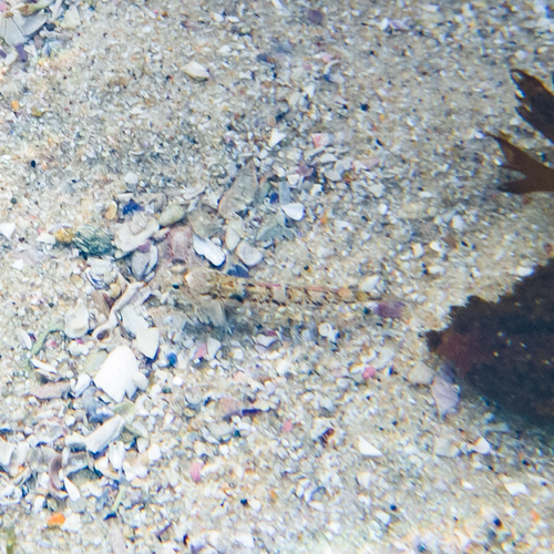 Pomatoschistus pictus