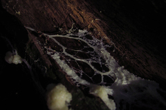 Mycetozoa