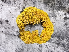 Xanthopsorella texana