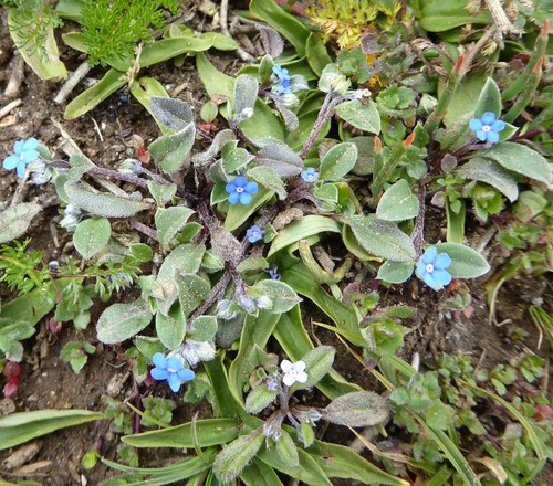 Microula pustulosa