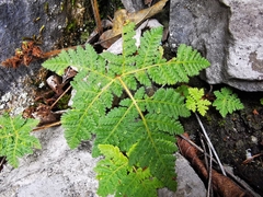 Cheilanthes leucopoda