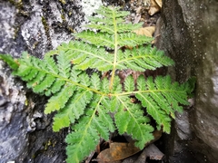 Cheilanthes leucopoda