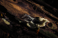 Mycetozoa