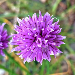 Ciboulette (Allium schoenoprasum)