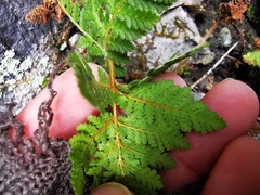 Cheilanthes leucopoda