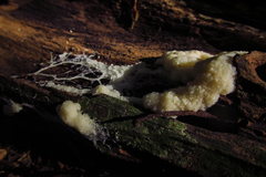 Mycetozoa