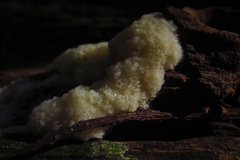Mycetozoa