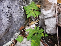 Cheilanthes leucopoda