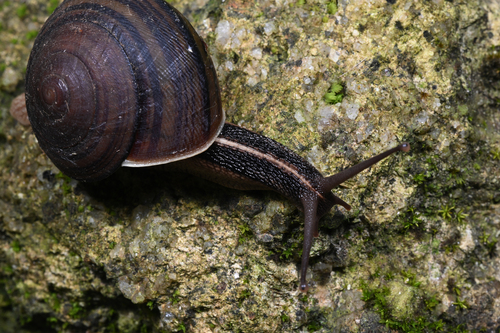 Camaena xanthoderma