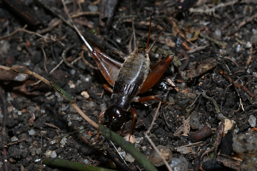 Duolandrevus coulonianus