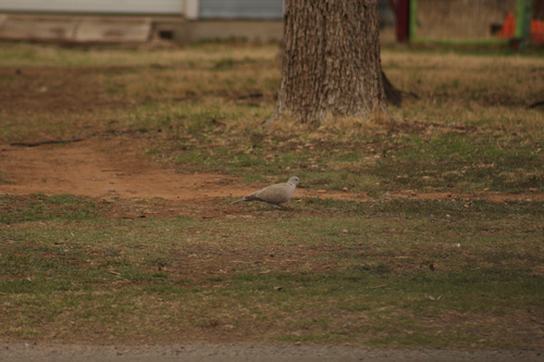 Eurasian Collared-Dove