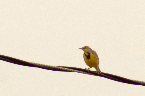 Western Meadowlark