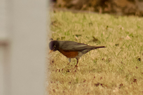 American Robin