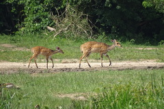 Tragelaphus scriptus bor