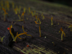 Fungi