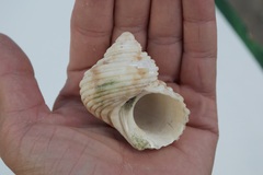 Turbo sandwicensis