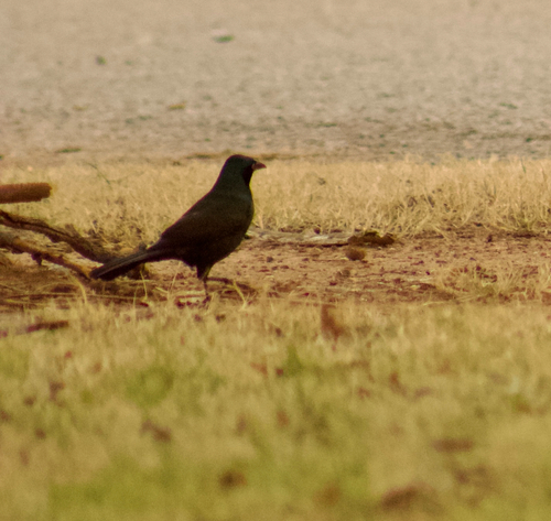 Common Grackle