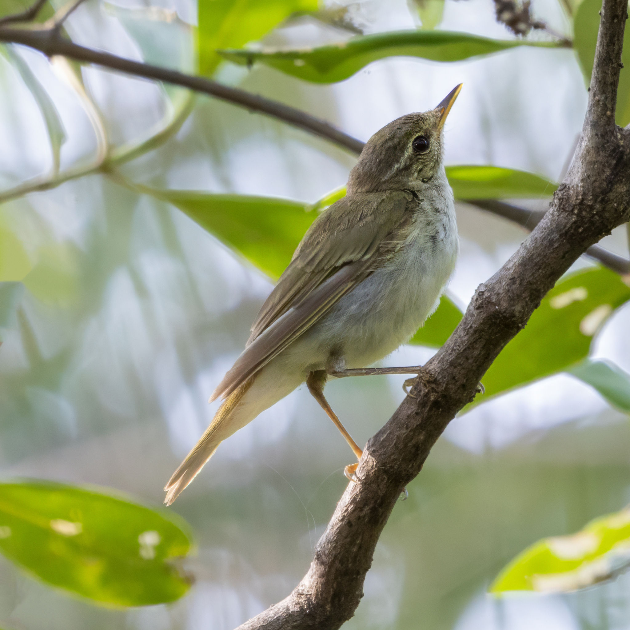 Arctic Warbler (Phylloscopus borealis), photo 4