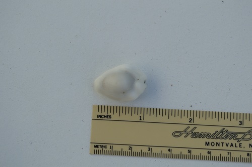 Cypraea moneta observed 2019-09-08